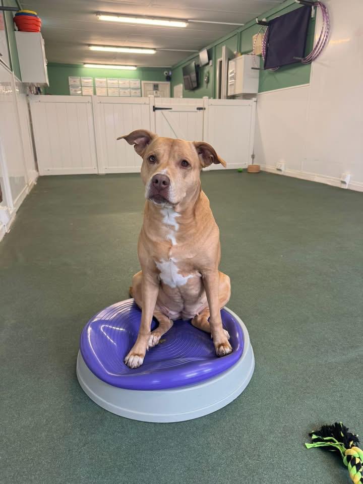 Trainer with dog