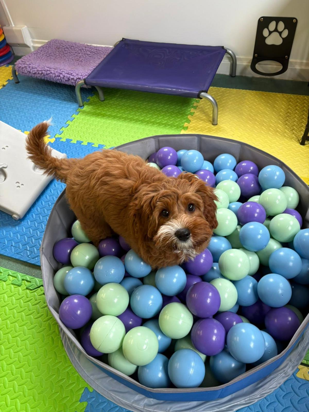 Doggy Day Academy gallery 1
