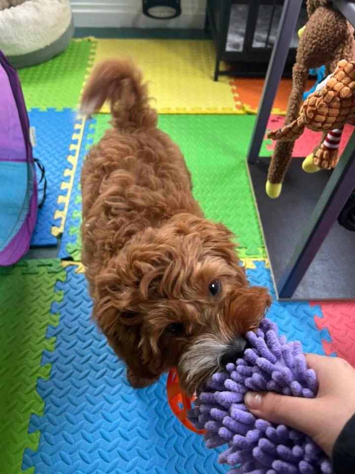 Doggy Day Academy gallery 5