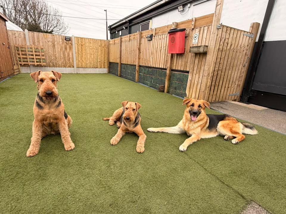 Doggy Day Academy gallery 4