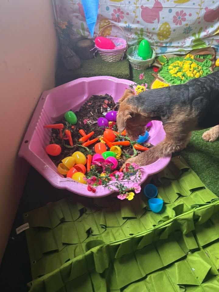 Doggy Day Academy gallery 6